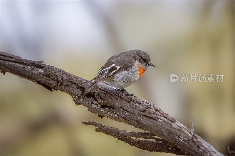 雌性绯红知更鸟(Petroica boodang)